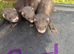 Ferrets for sale