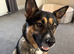 Millie | 1.5 year old Akita Shepherd
