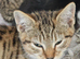 Beautiful brown striped domestic shorthaired farm kitten, ready to go