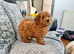 Cavapoochon puppy