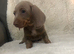 Pedigree miniature Dachshund