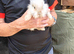 Baby rabbits