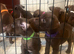 Patterdale Terrier puppies