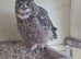 Pair of African spotted eagle owls