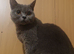 Lovely British Shorthair Female