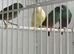 Young blue face parrot finches