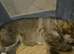 Husky/wolf hybrid Cross german shepherd pups