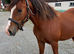 Welsh Sec D 4yrs 14.1 Mare