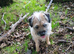Border terrier bitch 4/5 years old.