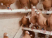 CHOCOLATE AND YELLOW MULEMANS RACING PIGEONS