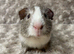 Gorgeous Bonded Baby Guinea pigs. Price is for the pair