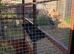 Parrot finches
