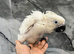 Hand Rearing Baby Friendly Super Tame Cuddly Umbrella Cockatoo Parrot,26