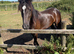 3 1/2 year old Welsh C mare