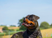Rottweiler Puppies