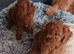 Adorable Cavapoos