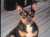 French bulldog/ jack russell