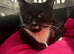 Male neutered cat for afoption