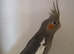 Baby Cockatiel
