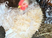 Pekin bantam cockerels