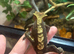 3 female crested geckos