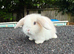 10 week mini lop doe