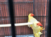 Starfinch