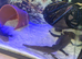 2 axolotl full set up