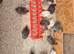 Coturnix quails 3 weeks old