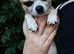 Small chihuahua boy