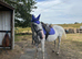 Beautiful 16.2hh thoroughbred mare who's been running with a shire x warmblood