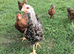 Welsumer Silver Duckwing and partridge  young Cockerals