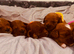 Charming Cavapoo’s from our girl.