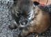 4 Russian line boy puppies