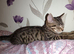 Tabby female kitten
