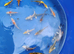 koi High Grade beautiful colours