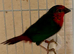 Red Parrot Finches