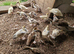 Various muscovy ducklings