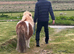 Shetland Pony
