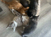 Mixed breed kittens