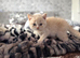 British shorthair Boy