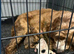 Cockapoo puppies for sale