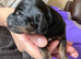 Beautiful Sprocker Puppies from Kc reg parents