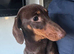 KC Stunning chocolate & Tan Mini Dachshund