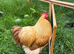 Buff Orpington&rsquo;s