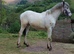 Appaloosa x Knabstrupper Colt