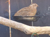 Quails for free