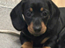 8 weeks old ready now
