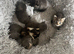 Kittens for sale