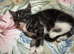 Stunning kittens